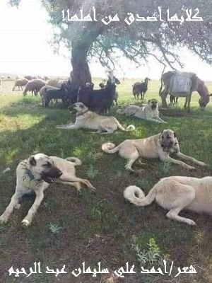 كتاب كلابها أصدق من أهلها ! 